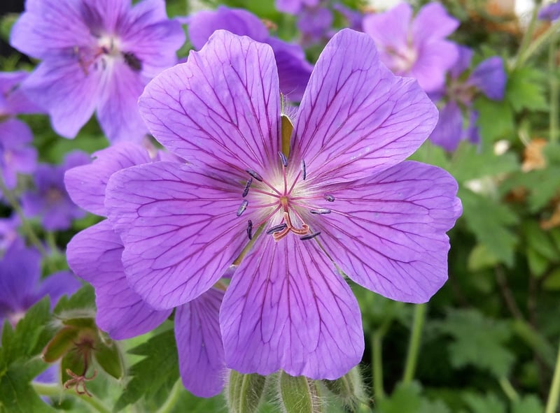 Flowering Plant Cascade