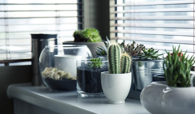 Succulent Wall Decor